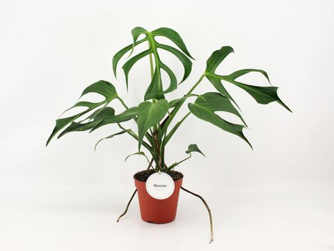 Монстера. 'Burle Marx Flame'