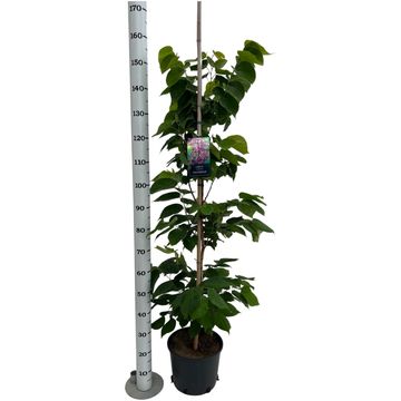 Cercis chinensis 'Avondale'