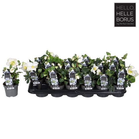 Helleborus niger 'Christmas Carol'