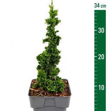 Thuja occidentalis PRIMO