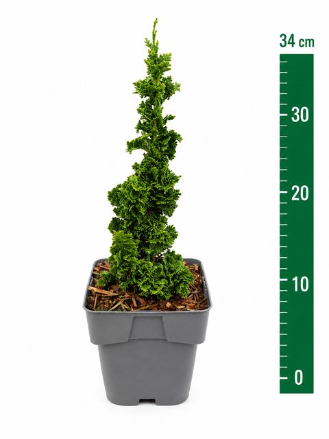 Thuja occidentalis PRIMO