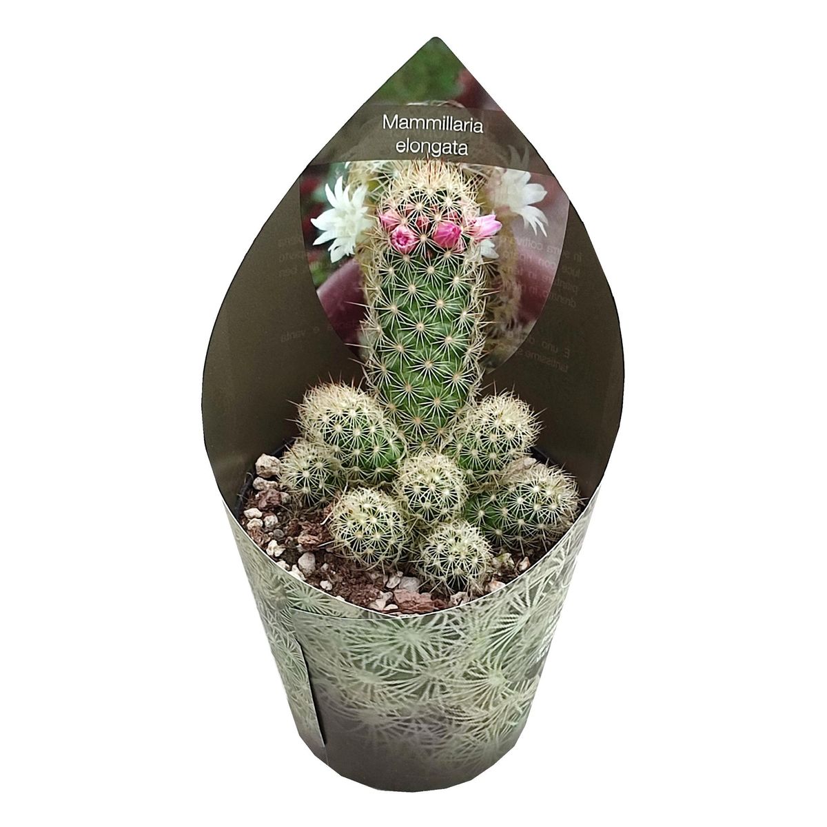 Mammillaria elongata  Pflanzengrohandel FlorAccess