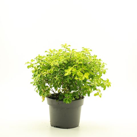 Pittosporum tenuifolium 'Gold Star' — Plant Wholesale FlorAccess