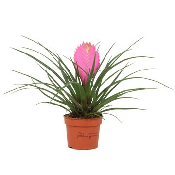 Tillandsia Anita Flower, cohend5538