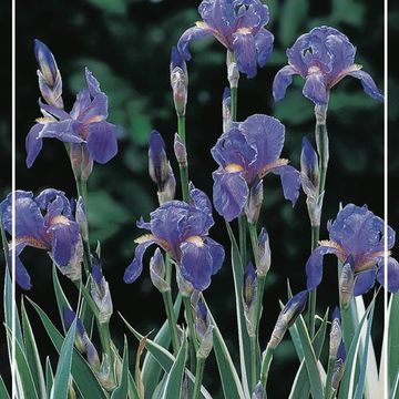 Iris pallida 'Variegata'