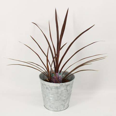 Cordyline australis 'Red Sensation' — Plant Wholesale FlorAccess