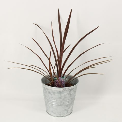 Cordyline australis 'Red Sensation'