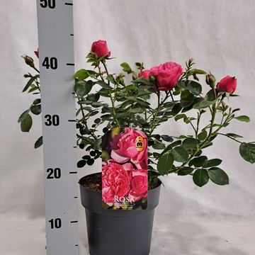 Rosa LEONARDO DA VINCI