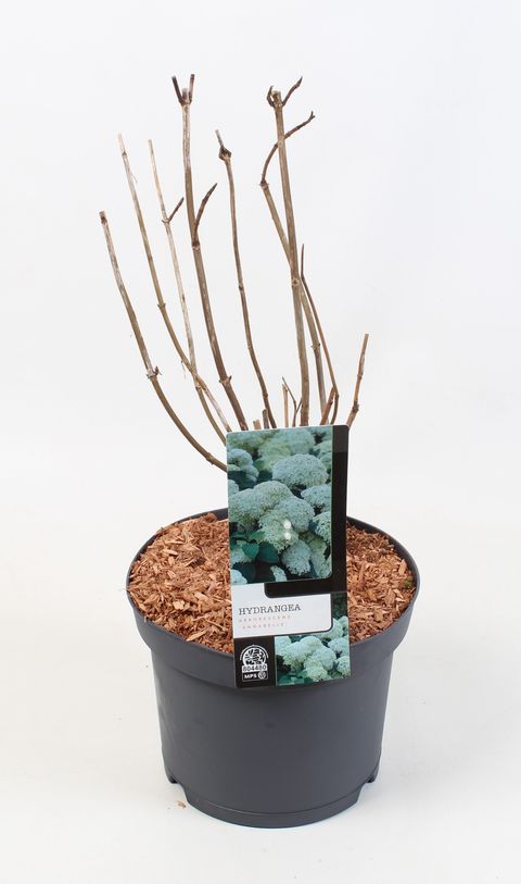 Hydrangea arborescens 'Annabelle'