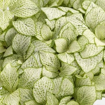 Fittonia MOSAIC LEMON