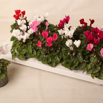 Cyclamen SUPER SERIE VERANO MIX