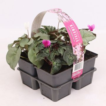 Cyclamen hederifolium MIX