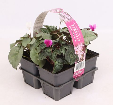 Cyclamen hederifolium MIX