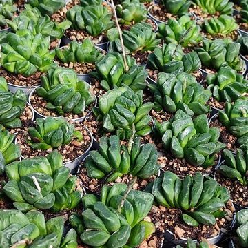 Haworthia truncata