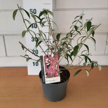 Buddleja davidii 'Pink Delight'