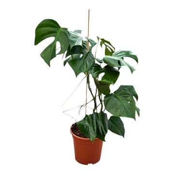 Monstera deliciosa 'Sierrana'