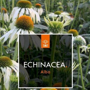 Echinacea purpurea 'Alba'