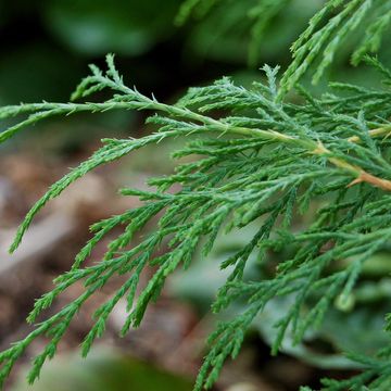 Microbiota decussata 'Lucas'