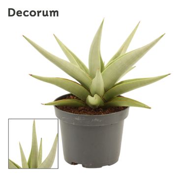 Sansevieria 'Chanin Crown'