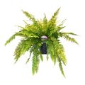 Nephrolepis exaltata 'Tiger Fern'
