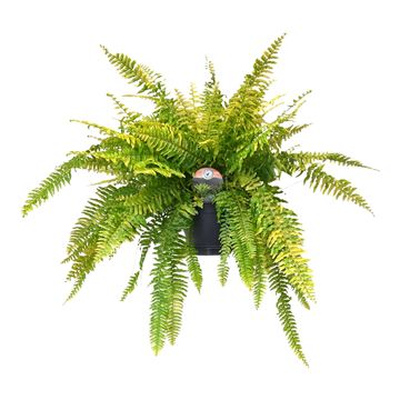 Nephrolepis exaltata 'Tiger Fern'