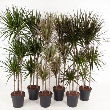 Dracaena MIX