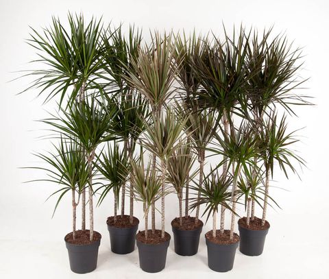 Dracaena MIX