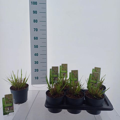 Pennisetum alopecuroides 'Black Beauty'