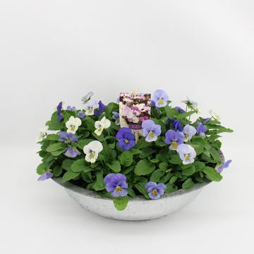 Viola CORNUTA MIX IN POT