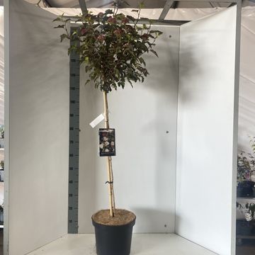 Physocarpus opulifolius DIABLE D'OR