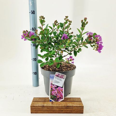 Lagerstroemia indica 'Lagvav Gourmet Violetta'