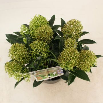 Skimmia japonica 'Marlot'