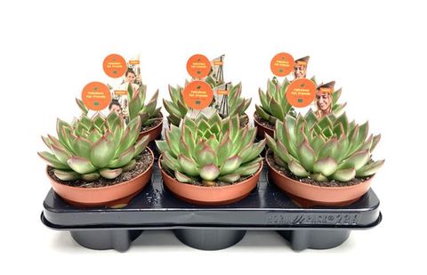 Echeveria agavoides 'Red Tip'