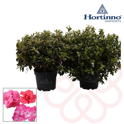 Rhododendron HORTINNO EVERGREEN MIX