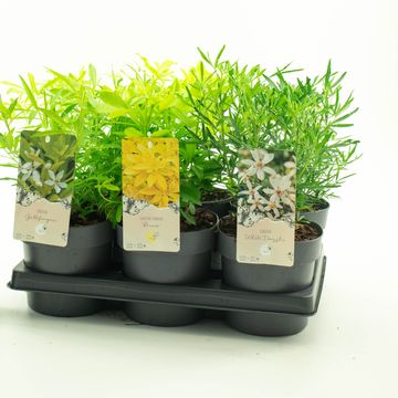 Choisya ternata MIX