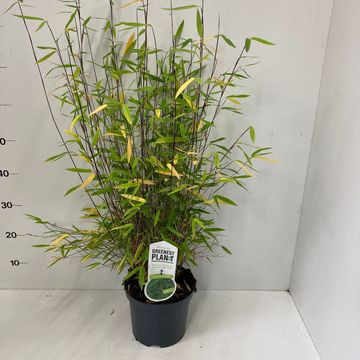 Fargesia nitida 'Volcano'