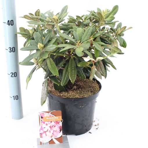 Rhododendron 'Helene' (About Plants Zundert BV)