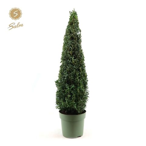 Buxus sempervirens