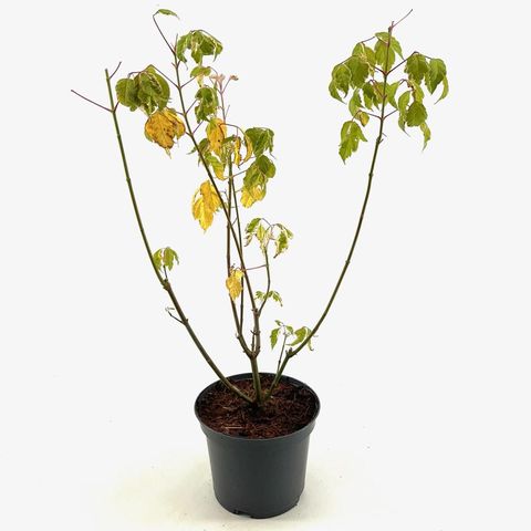 Acer negundo 'Flamingo'