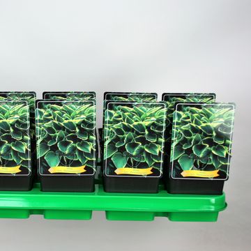 Hosta 'Fortunei Aureomarginata'