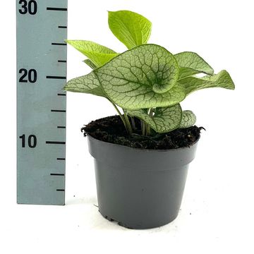 Brunnera macrophylla 'Sterling Silver'