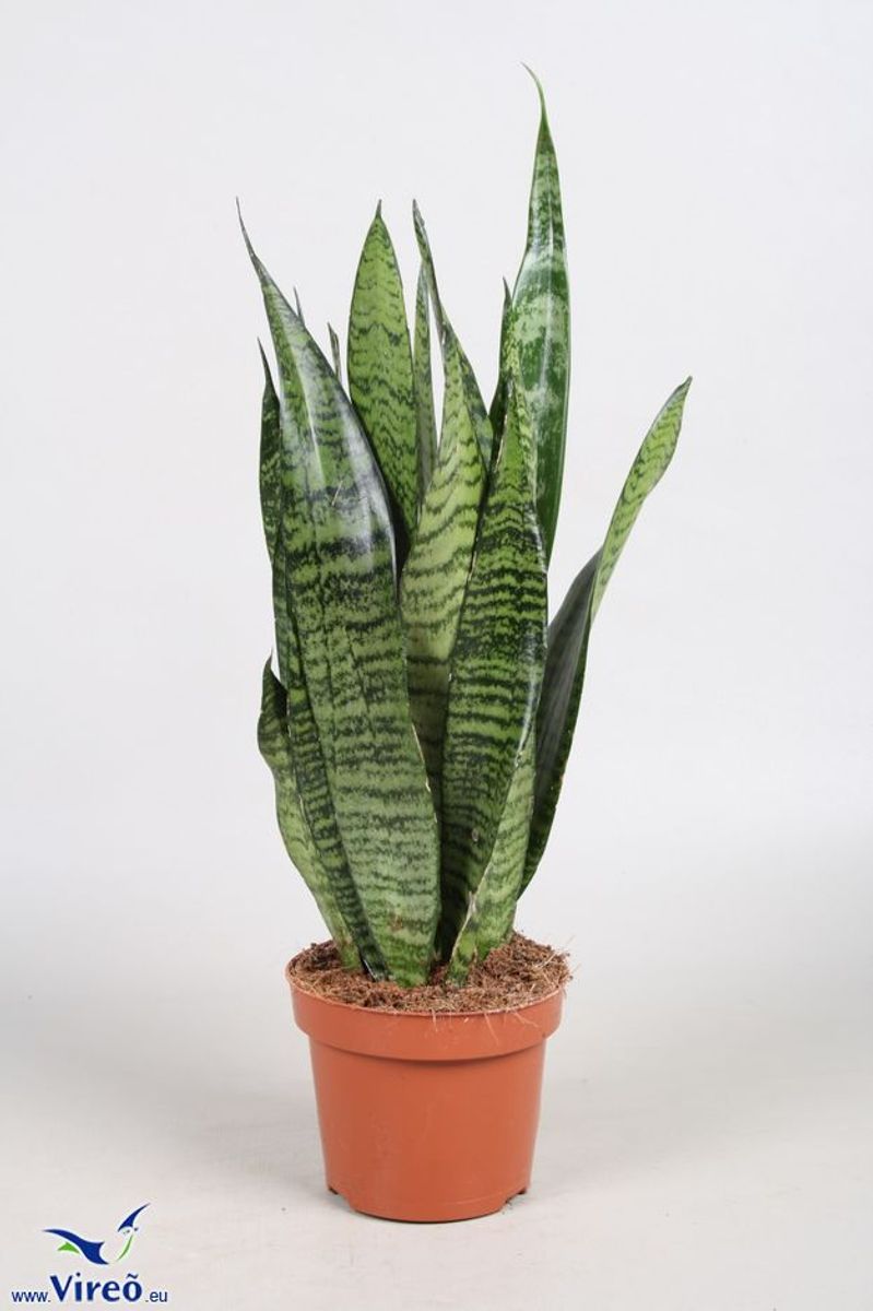 Sansevieria zeylanica — Plant Wholesale FlorAccess