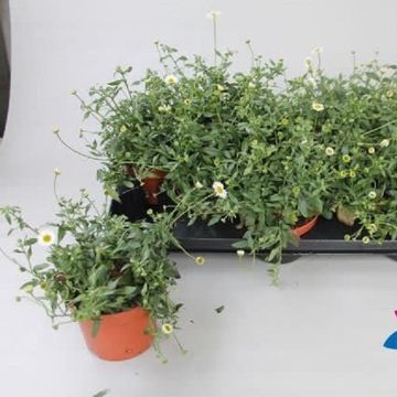 Erigeron karvinskianus