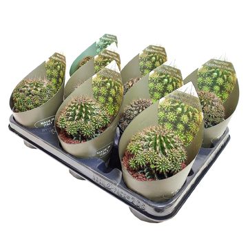 Neoporteria subgibbosa prolifera