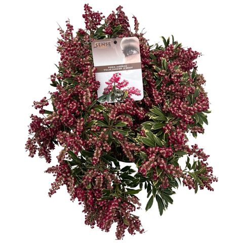 Pieris japonica POLAR PASSION