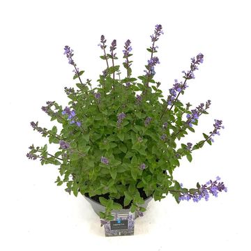 Nepeta 'Purrsian Blue'