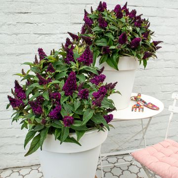 Buddleja davidii BUTTERFLY CANDY LITTLE MAGENTA