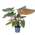 Philodendron 'Summer Glory'