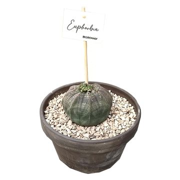 Euphorbia obesa