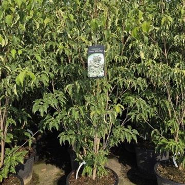 Cornus kousa 'Milky Way'